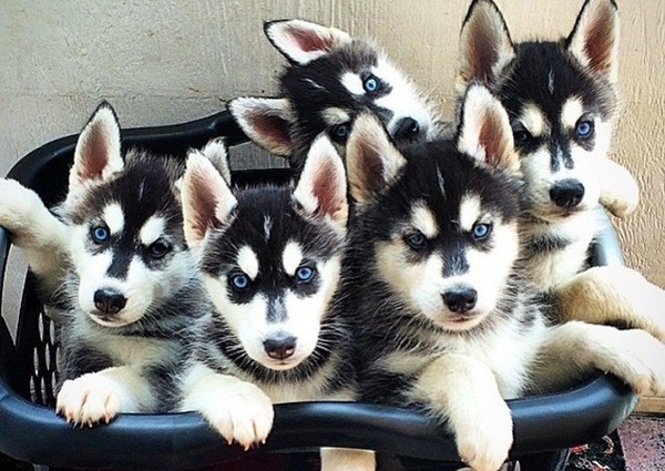 The Right Way Selecting A Name For Your Husky