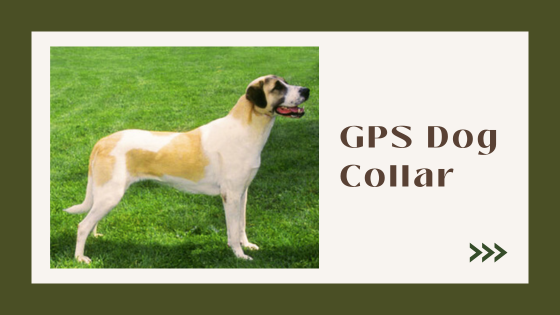 How to Choose the Right GPS Dog Collar Tracker for Your Dog