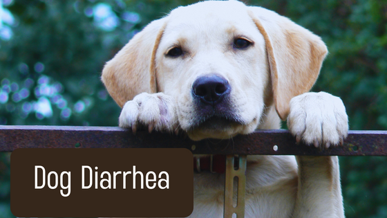 Assessing Dog Diarrhea: When to Worry?