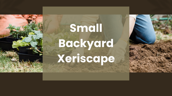 Low Maintenance Xeriscaping for Small Yards: Easy Design …