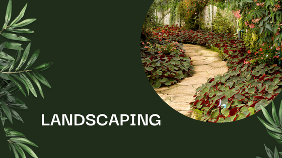 Native Plant Landscaping: Support Your Local Pollinators